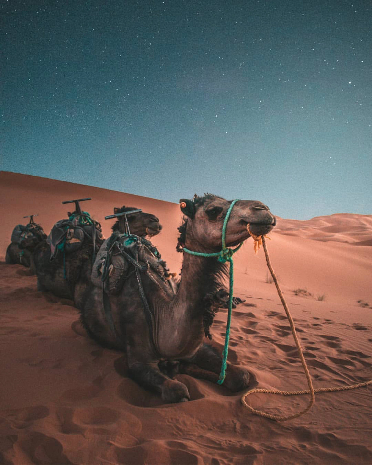 Morocco + Sahara - The Curated Collection